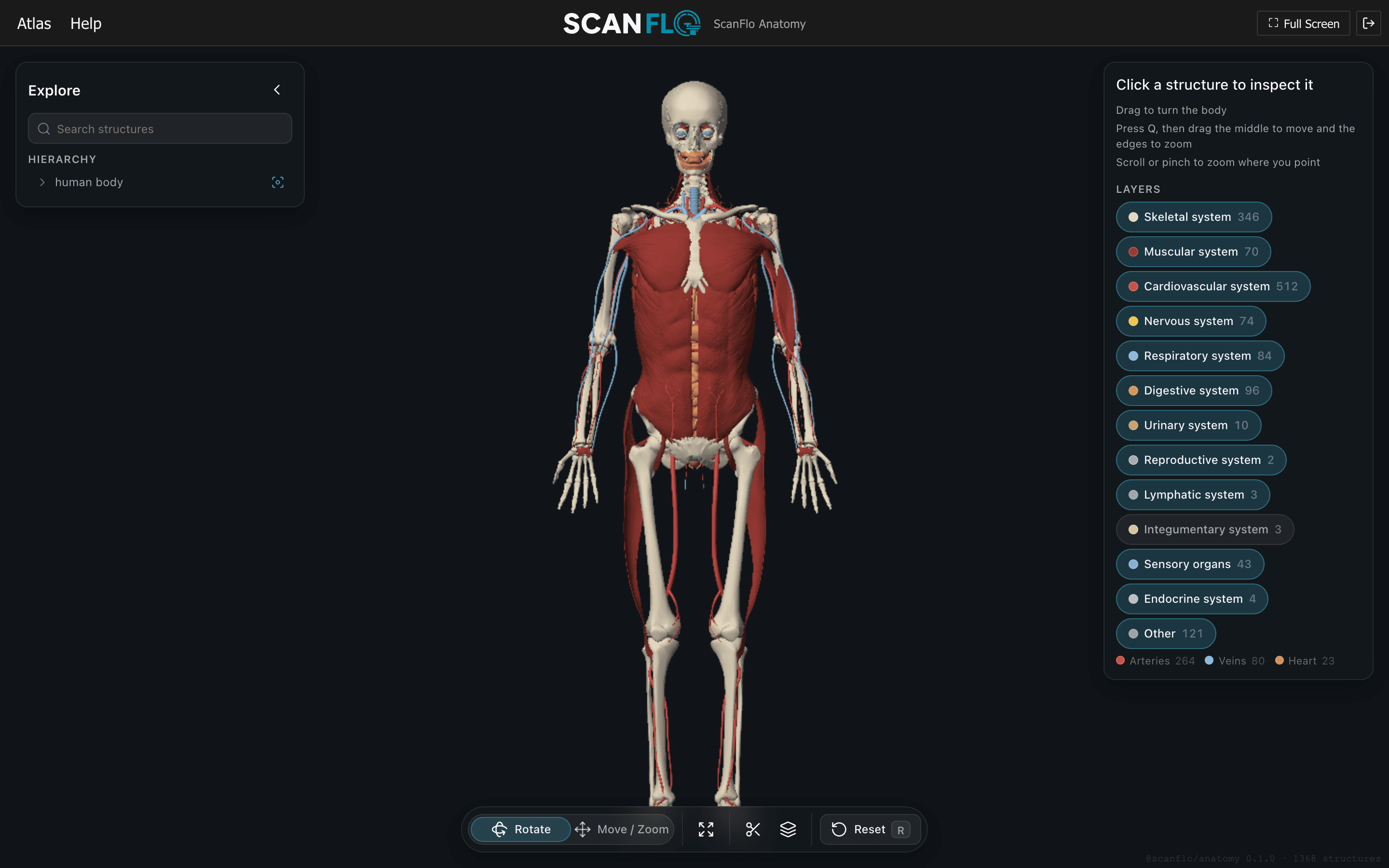 ScanFlo Anatomy: anterior view with the skin hidden, showing the skeleton, muscles and vessels, turning about the vertical axis